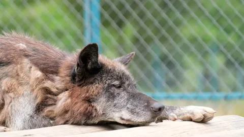 The gray wolf is lying and resting in the zoo. Wolf close up Stock Footage 158321164