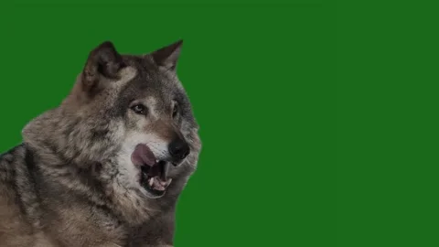 Gray Wolf opens his mouth and sticks out his tongue on green screen, slow mot 库存影片 329697537