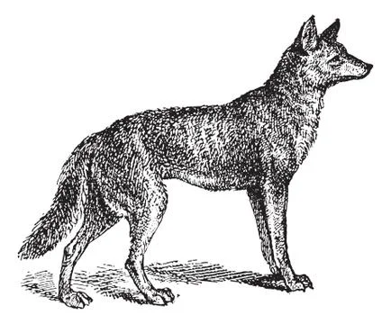 Gray Wolf or Canis lupus, vintage engraving Stockillustratie