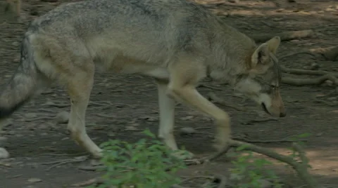 Gray wolf or grey wolf (Canis lupus) walking in the forest. Stock Footage 55212020