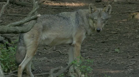 Gray wolf or grey wolf (Canis lupus)  in the forest. Stock-Footage 55212765
