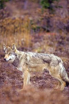 Gray wolf or timber wolf Stock Photos