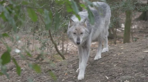 Gray Wolf Pacing Stock Footage 48380757
