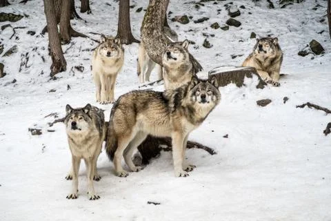 Gray wolf pack with alpha in the center looking at camera Stock Photos