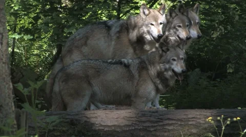 Gray Wolf Pack Stock Footage