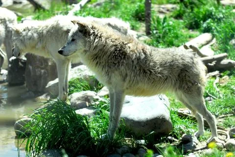 Gray wolf pack Stock Photos