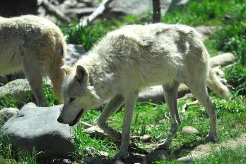 Gray wolf pair Stock Photos
