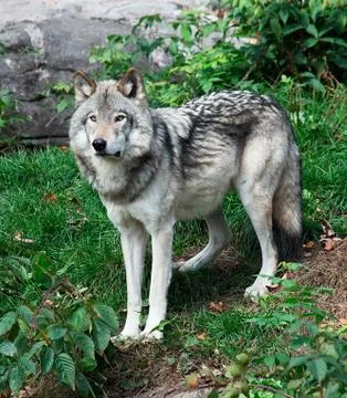 Gray wolf Stock Photos