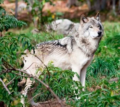 Gray wolf Stock Photos