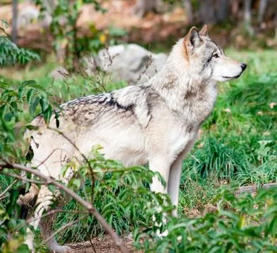 Gray wolf Stock Photos
