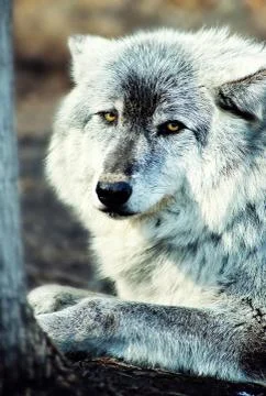 Gray wolf Stock Photos