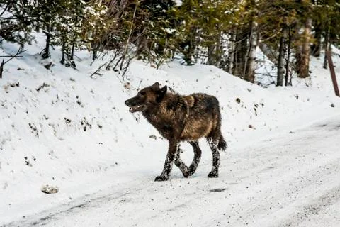 Gray Wolf Stock Photos