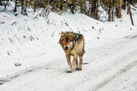 Gray Wolf Stock Photos