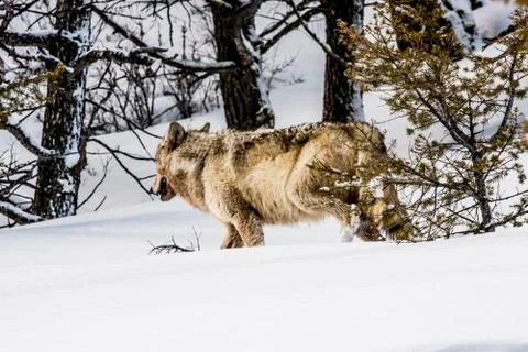 Gray Wolf Stock Photos
