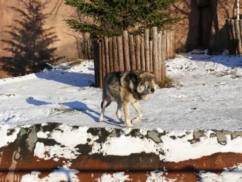 Gray Wolf Foto stock