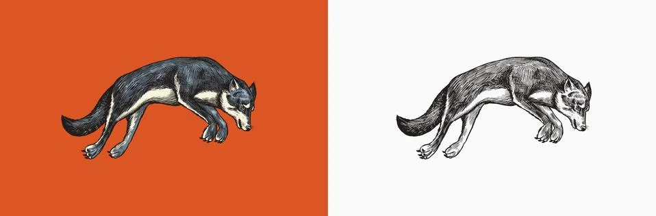 Gray wolf. A predatory beast. Wild forest animal jumping. Vector Engraved hand Stock Illustration