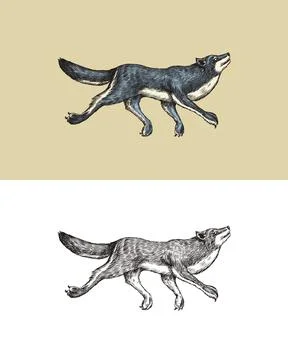 Gray wolf. A predatory beast. Wild forest animal jumping. Vector Engraved hand Stock Illustration