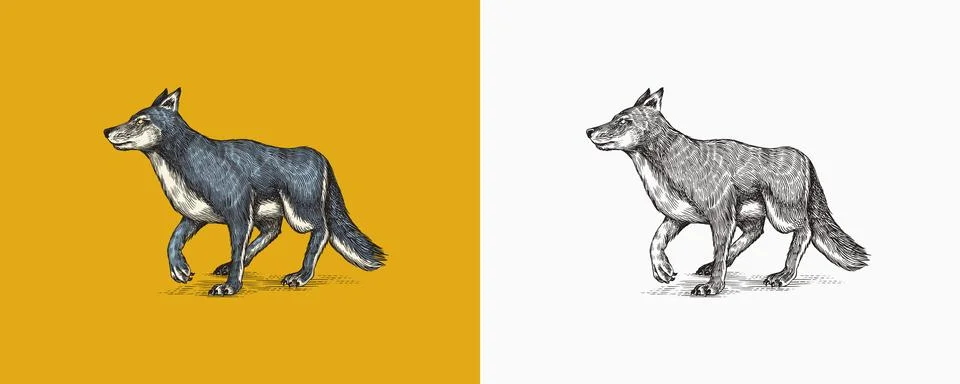 Gray wolf. A predatory beast. Wild forest animal. Vector Engraved hand drawn Stock Illustration