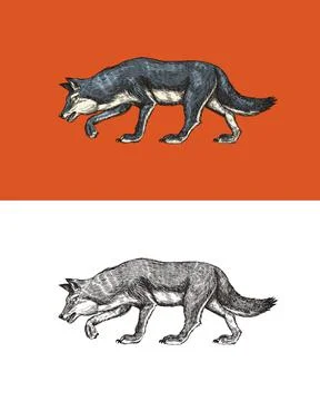 Gray wolf. A predatory beast. Wild forest animal. Vector Engraved hand drawn Stock Illustration