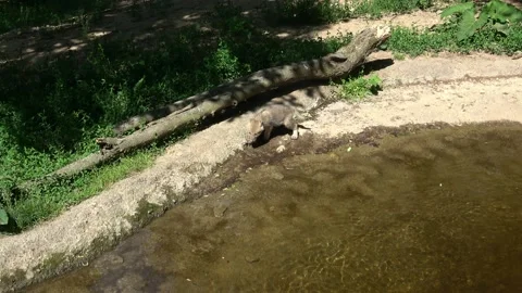 Gray wolf pup walking in forest. Arctic wolf (Canis lupus arctos). Video stock 197270359