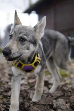 A gray wolf-like puppy. 스톡 사진