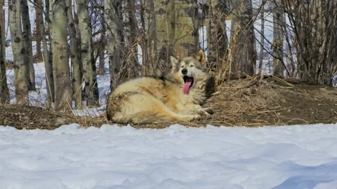 Gray wolf pushes up from the ground and begins walking in a snowy winter Vídeo Stock 334099975