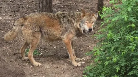 A gray wolf quickly devours its prey and heads back into the forest Stock Footage 337953504