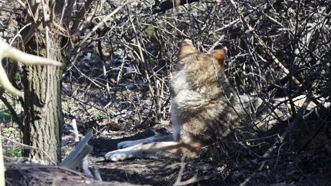 Gray wolf resting among dense underbrush in a forest Stock Footage 331873282