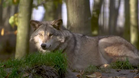 Gray wolf resting in autumn forest. Stock Footage 305372253