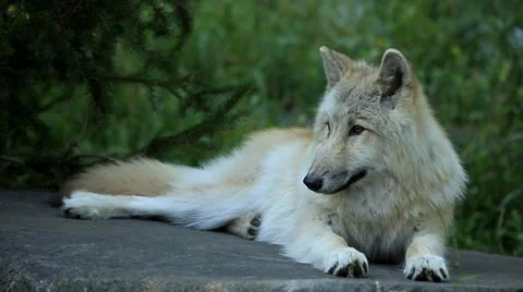 Gray wolf resting on rock in forest Stock Footage 49011986