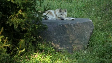 Gray wolf resting on rock in forest Stock Footage 49099631