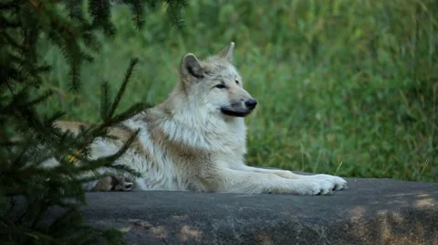 Gray wolf resting on rock in forest Stock Footage 49099697