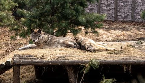 Gray wolf resting in the shade Stock Photos