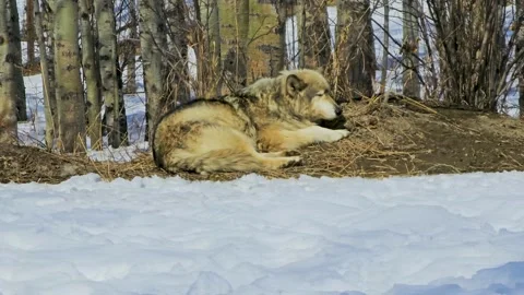 Gray wolf rests on a patch of dry ground beside snow in a winter enclosure Vídeos de archivo 334104340