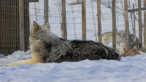 Gray wolf rests in snow near a fenced winter enclosure, capturing a calm 스톡 동영상 334104991