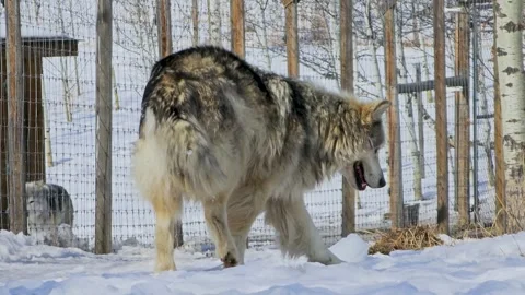 Gray wolf rises from the snow in a winter enclosure, capturing a natural Video stock 334105454
