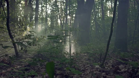 Gray wolf runs between forest trees Vidéo 155849665