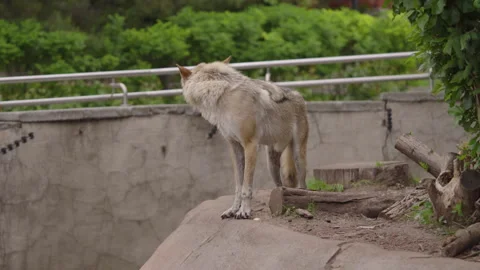 The gray wolf runs in the zoo, close-up. Stock Footage 155162285