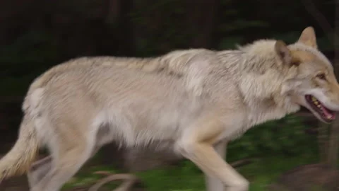 The gray wolf runs in the zoo, close-up. Stock Footage 155166408