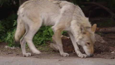 The gray wolf runs in the zoo, close-up. Video stock 155352820