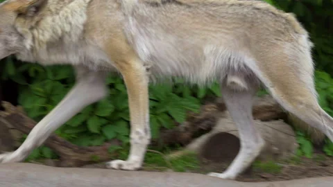 The gray wolf runs in the zoo, close-up. Video stock 155676576