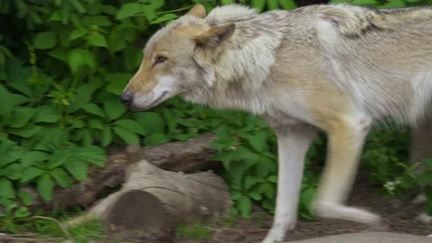 The gray wolf runs in the zoo, close-up. Video stock 155736963