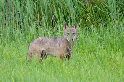 Gray wolf in saxon Stock Photos