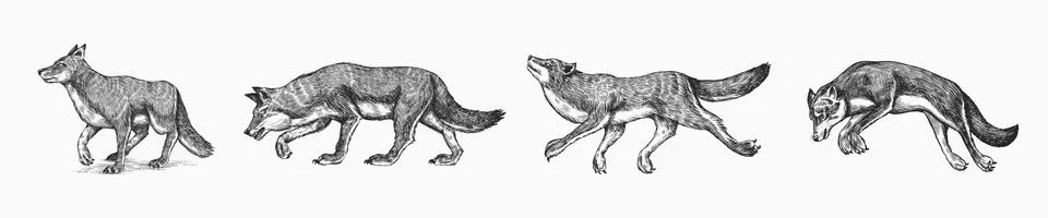 Gray wolf set. Gray wolf. A predatory beast. Wild forest animal. Vector Engraved Stock Illustration