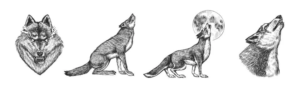 Gray wolf set. Gray wolf. A predatory beast. Wild forest animal. Vector Engraved Stock Illustration