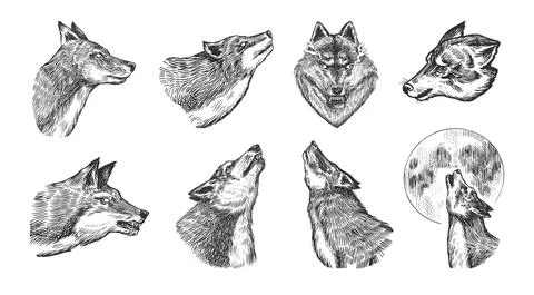 Gray wolf set. Gray wolf. A predatory beast. Wild forest animal. Vector Engraved Stock Illustration