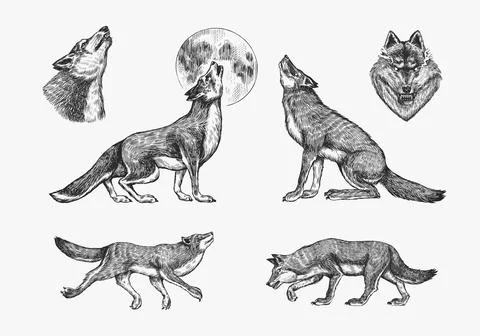 Gray wolf set. Gray wolf. A predatory beast. Wild forest animal. Vector Engraved Stock Illustration