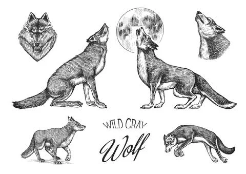 Gray wolf set. Gray wolf. A predatory beast. Wild forest animal. Vector Engraved Stock Illustration