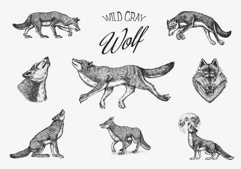 Gray wolf set. Gray wolf. A predatory beast. Wild forest animal. Vector Engraved Stock Illustration