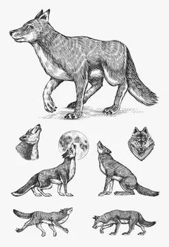 Gray wolf set. Gray wolf. A predatory beast. Wild forest animal. Vector Engraved Stock Illustration